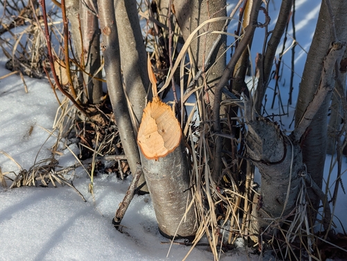 American Beaver photographed in Alaska