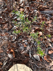 Dicerandra frutescens, photograph author not stated, no rights reserved