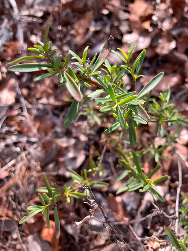 Scrub mint (Dicerandra frutescens)