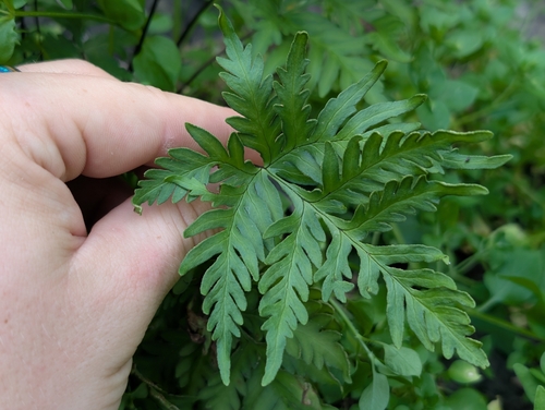 Doryopteris decipiens observed 2026-02-17