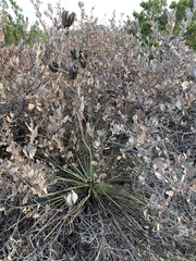 Yucca campestris