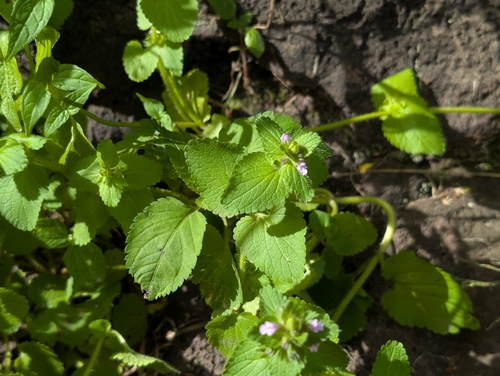 Stachys arvensis observed 2026-02-17