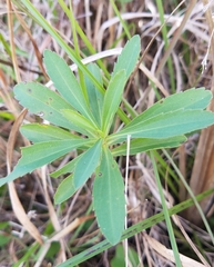 Solidago leavenworthii