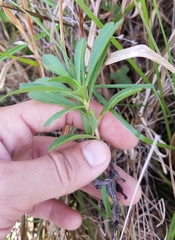 Solidago leavenworthii