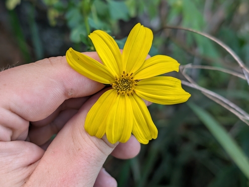 Bidens amplectens observed 2026-02-17