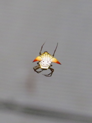 Micrathena bimucronata