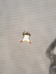 Micrathena bimucronata