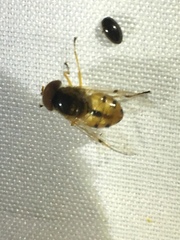 Copestylum sexmaculatum