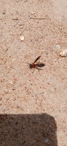 Polybia sericea