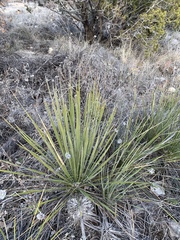 Yucca campestris