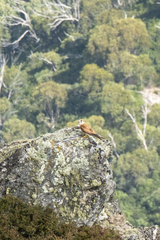 Falco cenchroides cenchroides