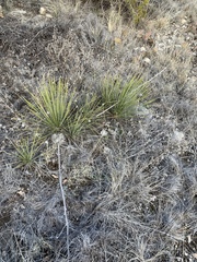 Yucca campestris