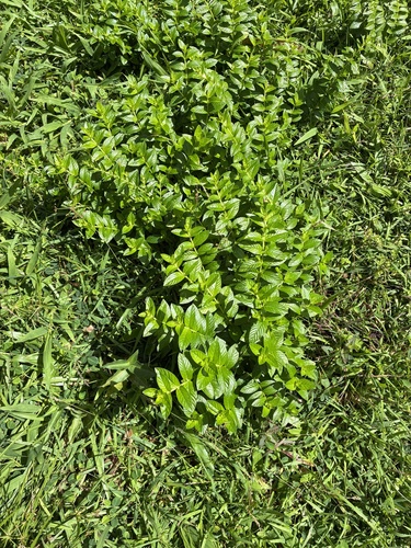 Cuphea hyssopifolia observed 2026-02-17