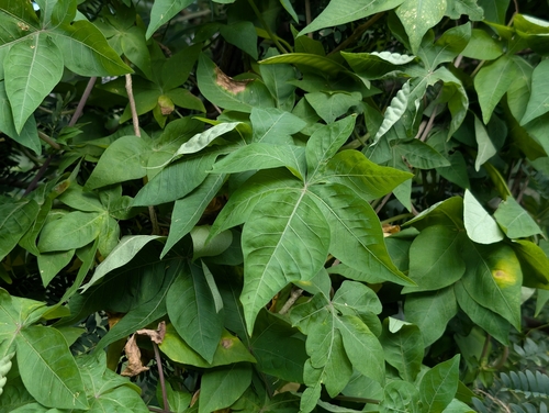 Ipomoea cairica observed 2026-02-17