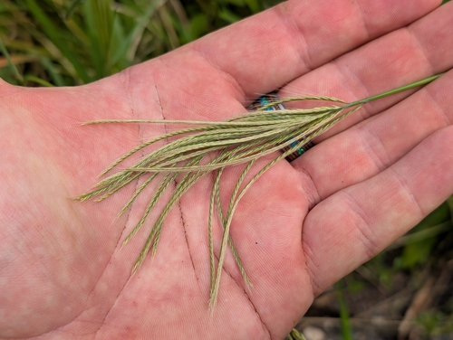 radiate fingergrass (Chloris radiata)