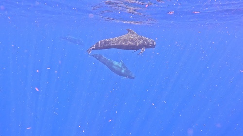 コビレゴンドウ