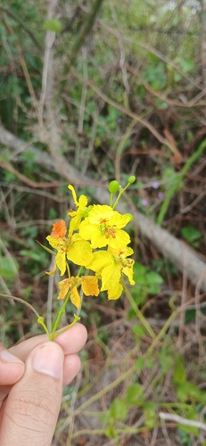Mexican palo verde