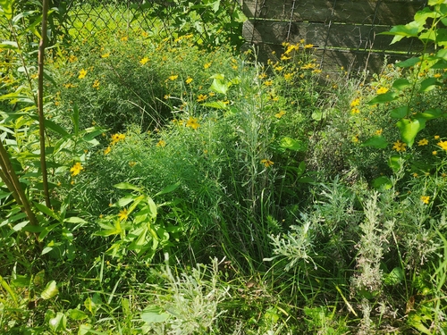 Whorled Coreopsis (Coreopsis verticillata)
