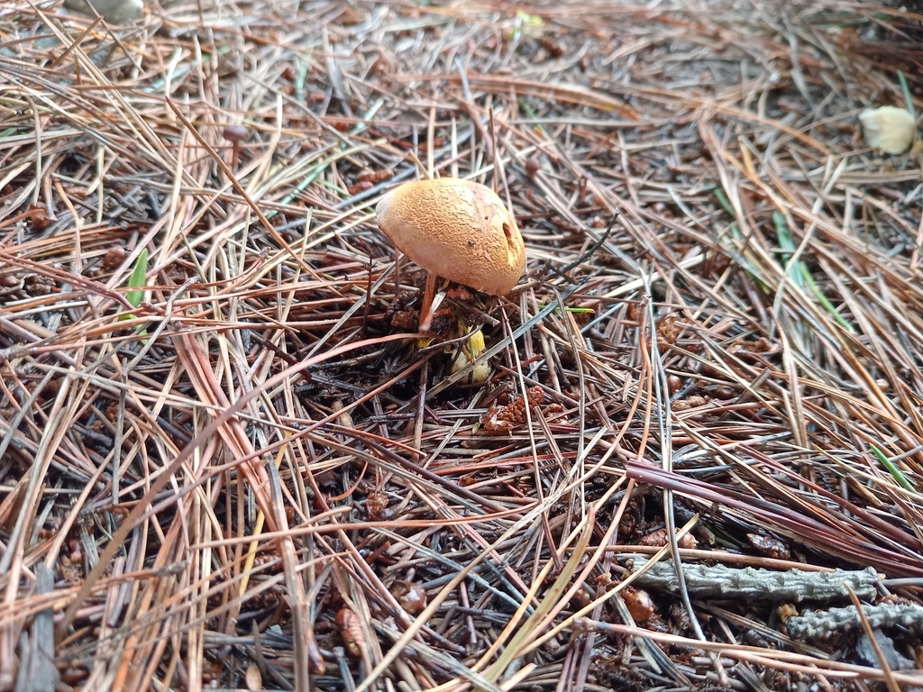 Chalciporus piperatus · February 2026 · photo: © oscar30475 (iNaturalist, cc-by)