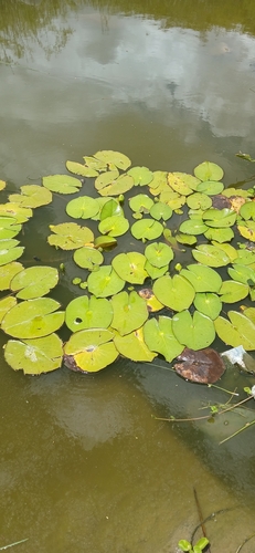 Nymphaea caatingae