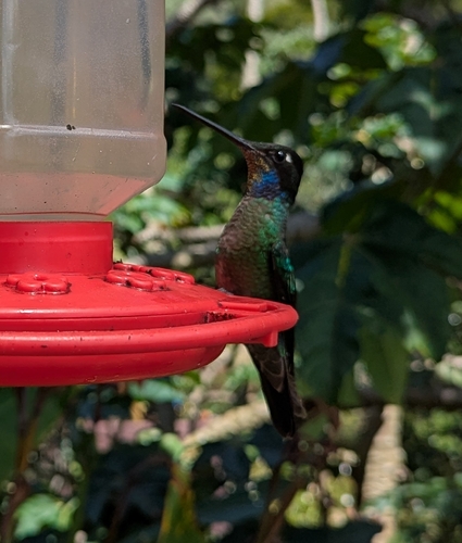 Talamanca Hummingbird (Eugenes spectabilis), photo 5