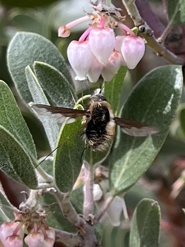 Unknown species found near Ah Ha Kwe Ah Mac Stonewall Mine Cultural Preserve, Descanso, CA, US
