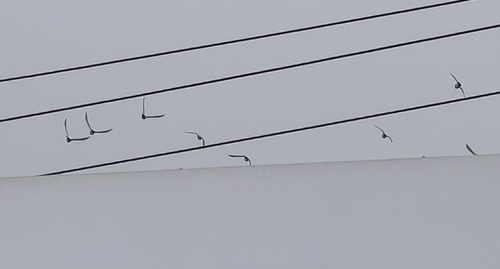 Feral Pigeon