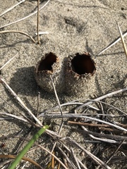 Peziza ammophila