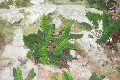 Cyathea ctenitoides
