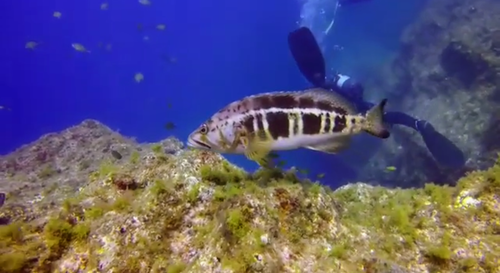Blacktail comber (Serranus atricauda) — Serranidae