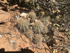 Echinocereus