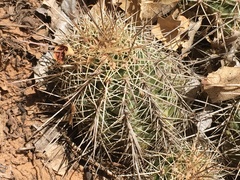 Echinocereus