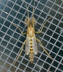 Chironomus crassicaudatus
