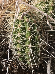 Echinocereus