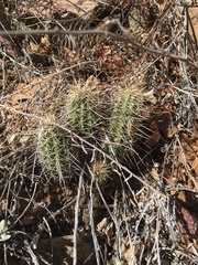 Echinocereus
