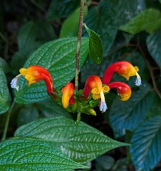 (c) Logan J.L. Bradley, some rights reserved (CC BY) Centropogon granulosus, photograph (c) Logan J.L. Bradley, some rights reserved (CC BY)