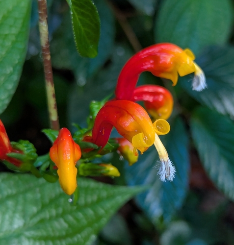 Centropogon granulosus, photograph 5