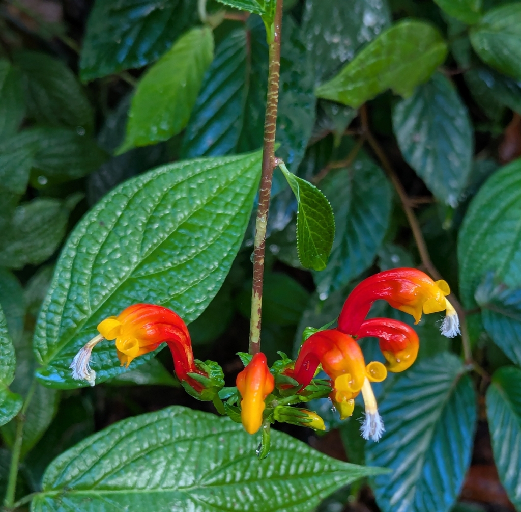 Centropogon granulosus; photograph (c) Logan J.L. Bradley, some rights reserved (CC BY)