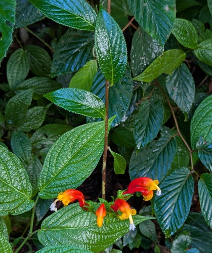 Centropogon granulosus, photograph 6