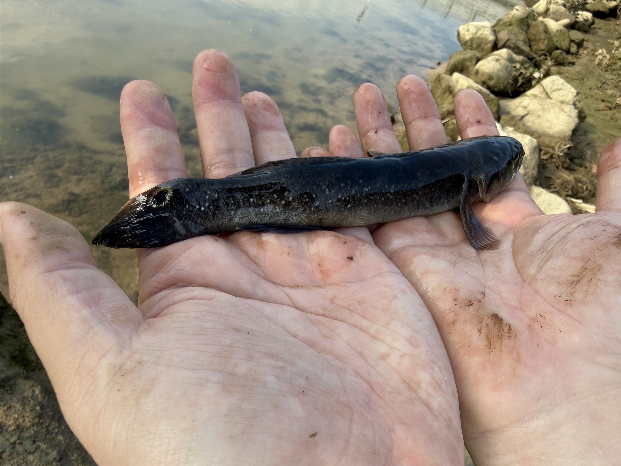 Chinese Gudgeon photo 2