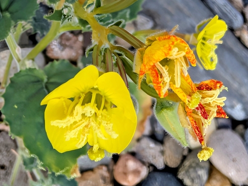 Chylismia cardiophylla, photograph 4