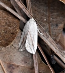 Amolita obliqua