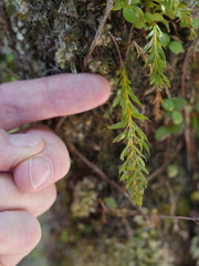 Tmesipteris sigmatifolia