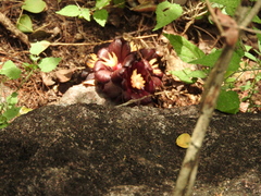 Bdallophytum americanum