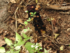 Bdallophytum americanum
