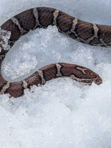 Milk Snake