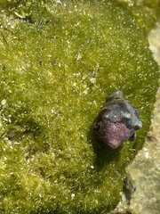 Muricoidea