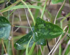 Smilax bona-nox image