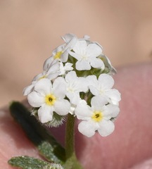 Cryptantha utahensis