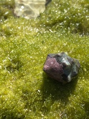 Muricoidea